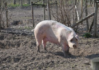 Fleisch und Bachelorarbeit