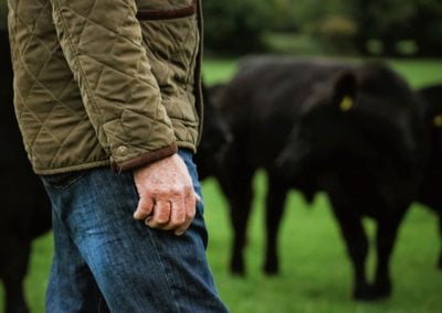 Irish Hereford Prime