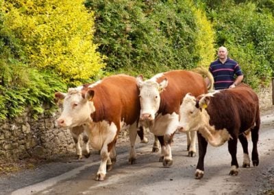 Irish Hereford Prime