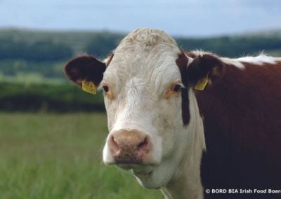 Irish Hereford Prime